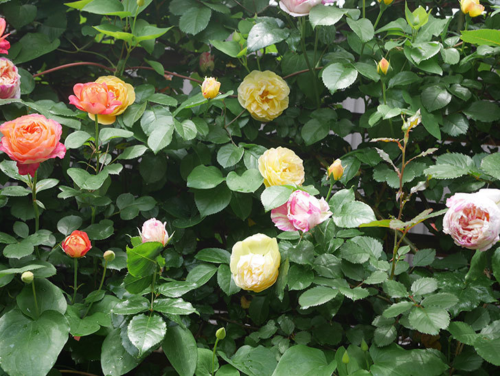 エドゥアール・マネ(Edouard Manet)の花がたくさん咲いた。2022年-013 (1).JPG