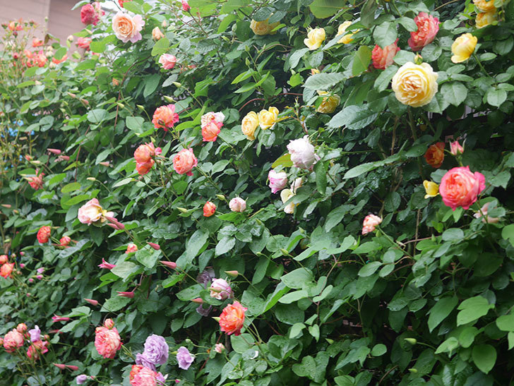 エドゥアール・マネ(Edouard Manet)の花がたくさん咲いた。2022年-015 (1).JPG