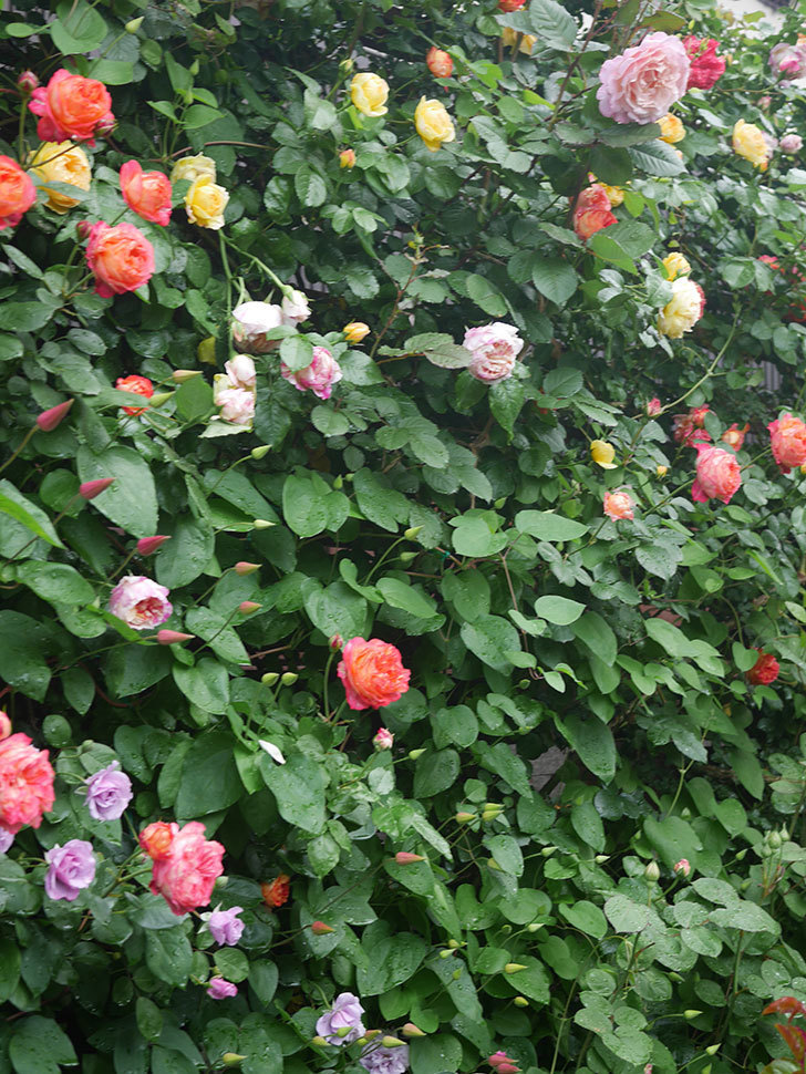 エドゥアール・マネ(Edouard Manet)の花がたくさん咲いた。2022年-016 (1).JPG
