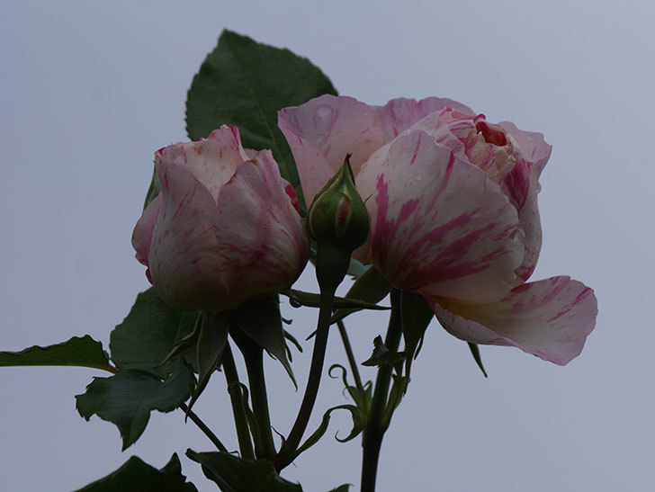 エドゥアール・マネ(Edouard Manet)の花がたくさん咲いた。2022年-020 (1).JPG