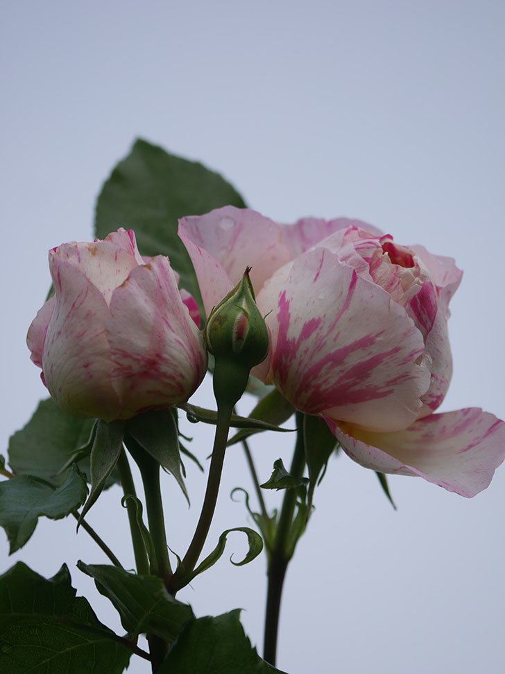 エドゥアール・マネ(Edouard Manet)の花がたくさん咲いた。2022年-021 (1).JPG