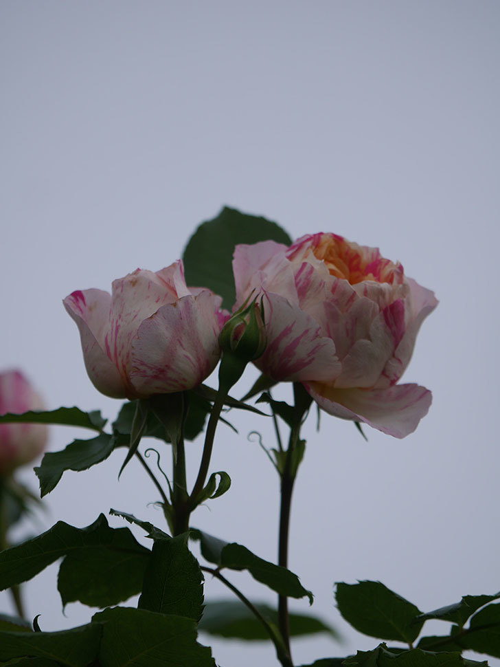 エドゥアール・マネ(Edouard Manet)の花がたくさん咲いた。2022年-024 (1).JPG