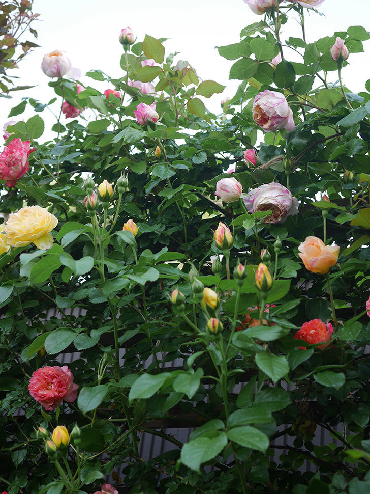 エドゥアール・マネ(Edouard Manet)の花がたくさん咲いた。2022年-026 (1).JPG