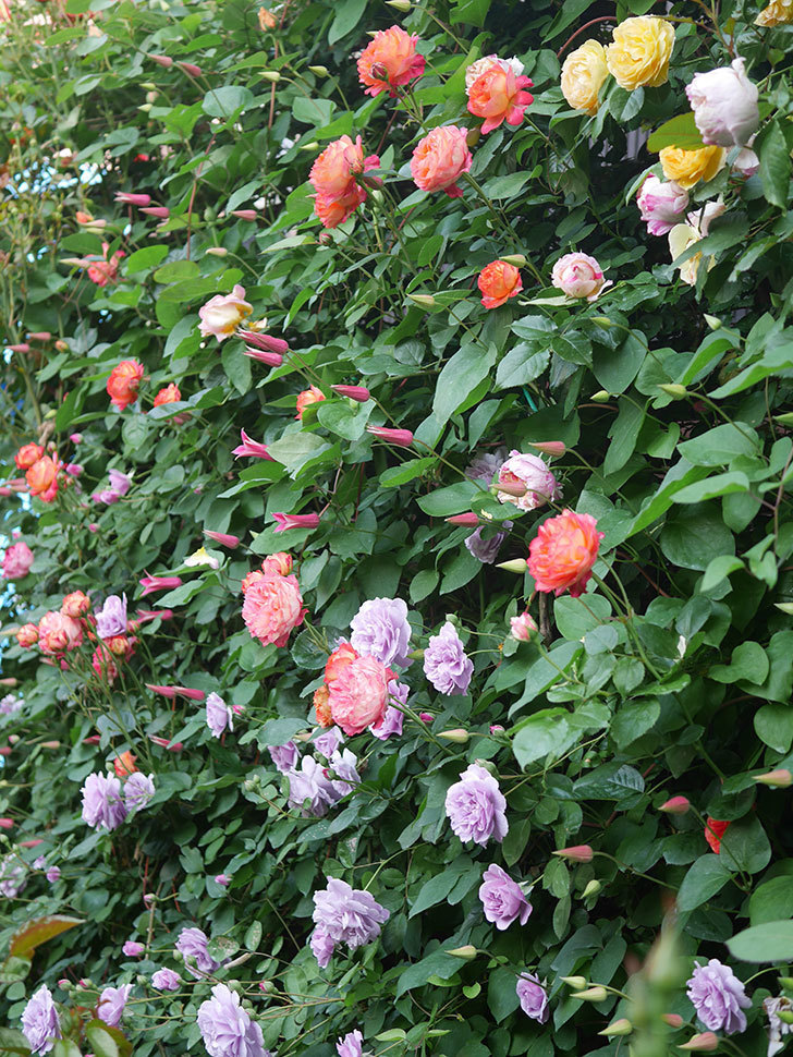 エドゥアール・マネ(Edouard Manet)の花がたくさん咲いた。2022年-027 (1).JPG