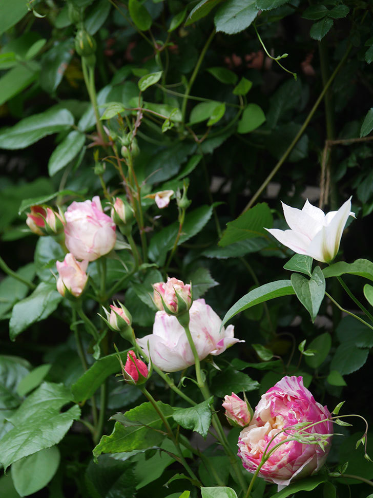 エドゥアール・マネ(Edouard Manet)の花がたくさん咲いた。2022年-029 (1).JPG