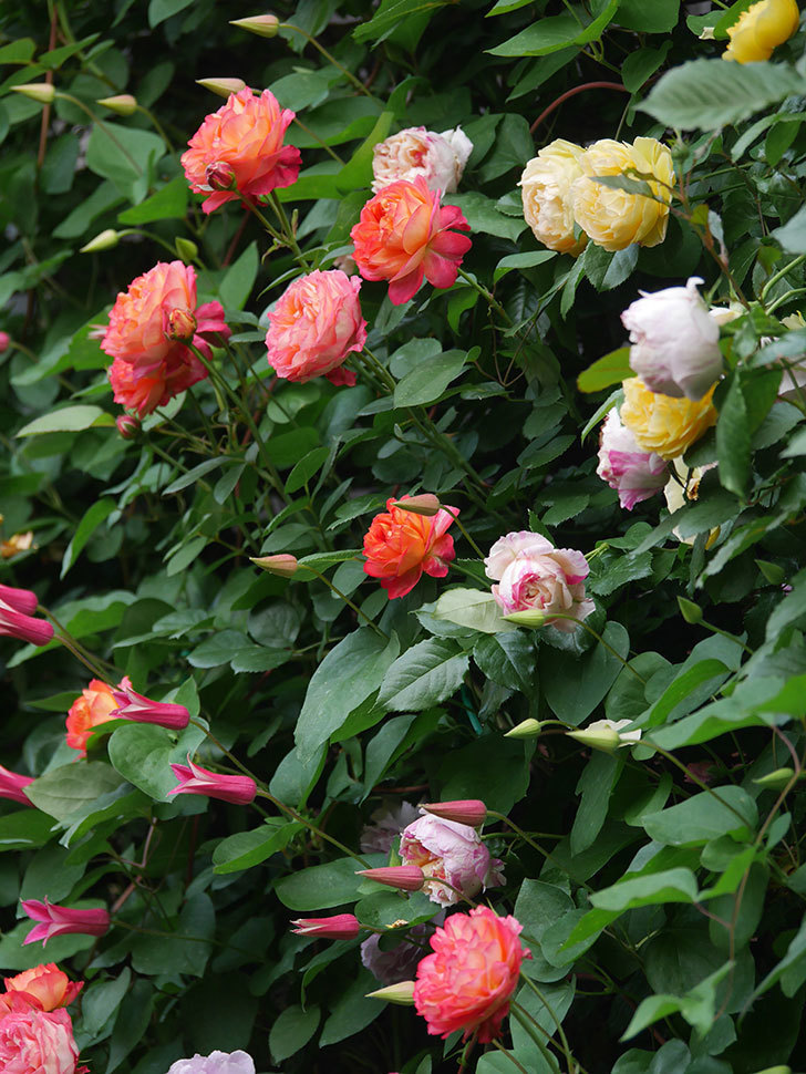 エドゥアール・マネ(Edouard Manet)の花がたくさん咲いた。2022年-030 (1).JPG