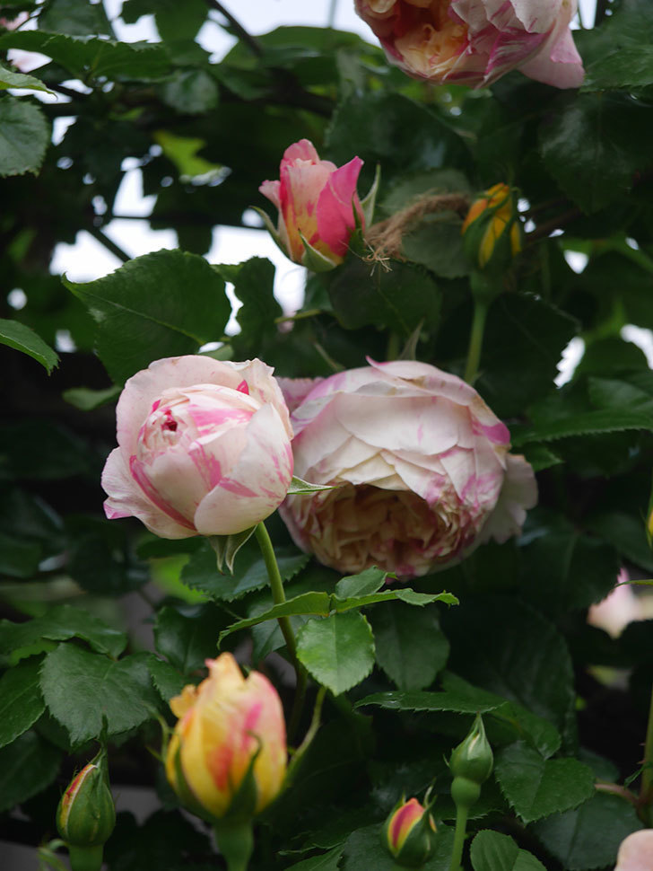 エドゥアール・マネ(Edouard Manet)の花がたくさん咲いた。2022年-032 (1).JPG