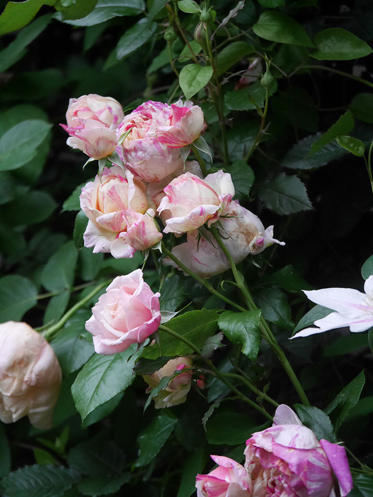 エドゥアール・マネ(Edouard Manet)の花がたくさん咲いた。2022年-035 (1).JPG