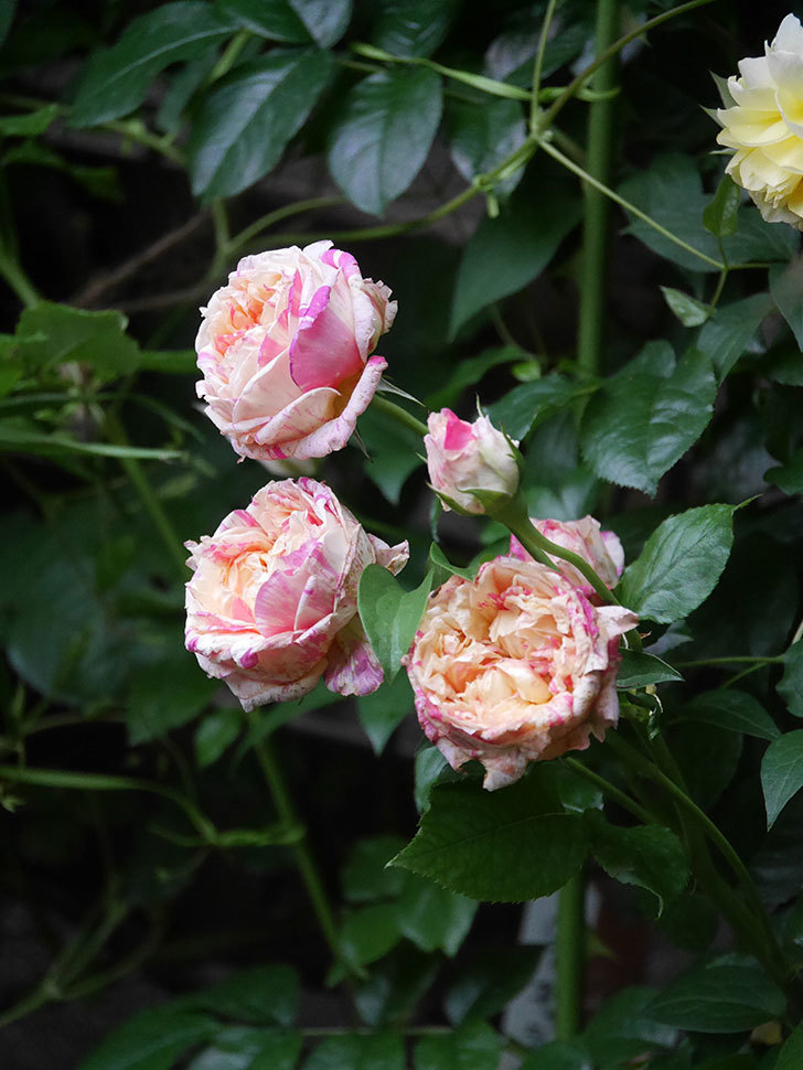 エドゥアール・マネ(Edouard Manet)の花がたくさん咲いた。2022年-036 (1).JPG