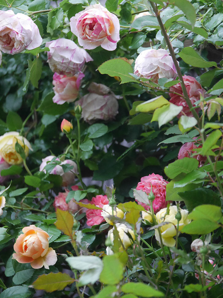 エドゥアール・マネ(Edouard Manet)の花がたくさん咲いた。2022年-037 (1).JPG