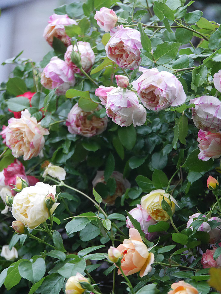 エドゥアール・マネ(Edouard Manet)の花がたくさん咲いた。2022年-038 (1).JPG