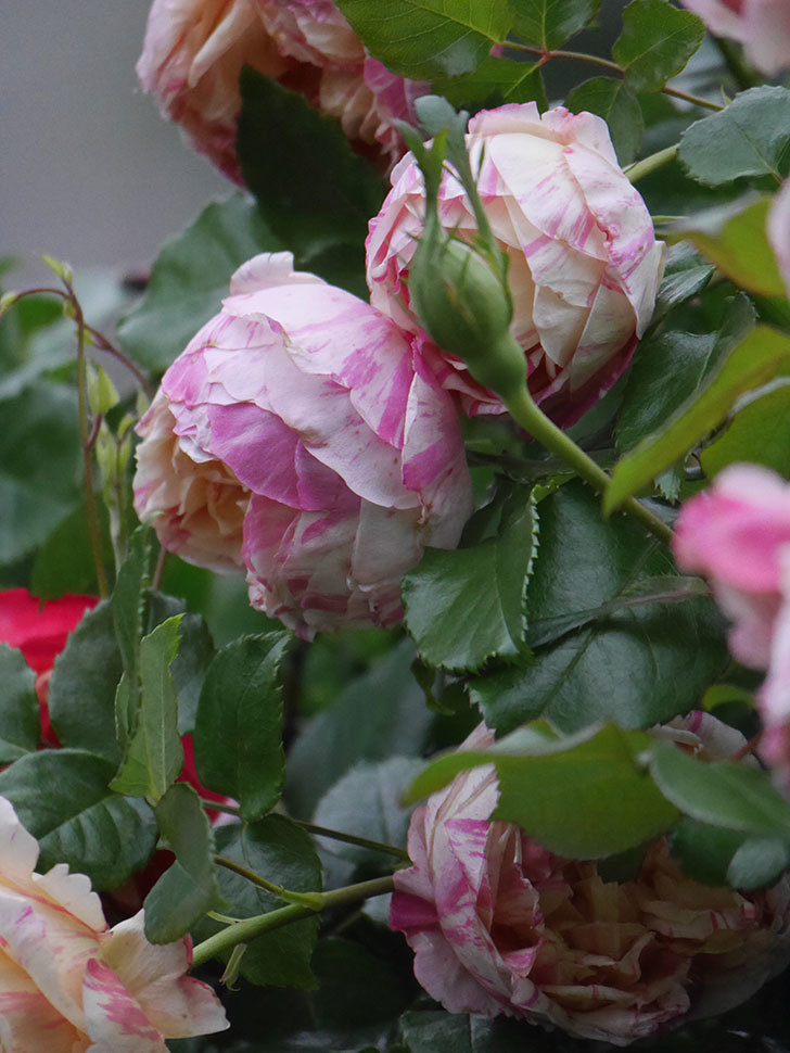 エドゥアール・マネ(Edouard Manet)の花がたくさん咲いた。2022年-041 (1).JPG