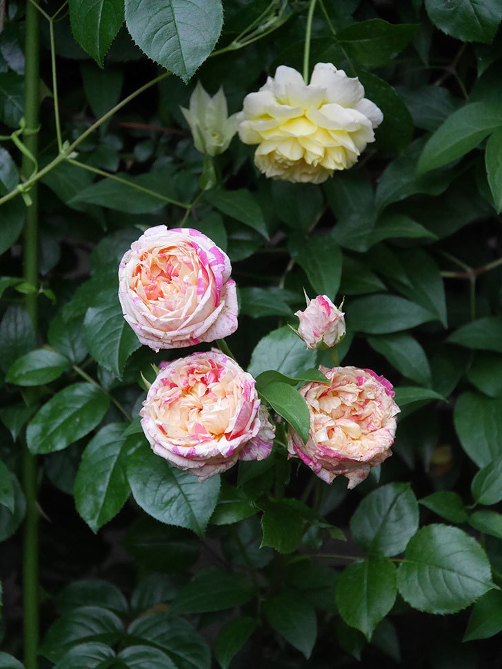 エドゥアール・マネ(Edouard Manet)の花がたくさん咲いた。2022年-043 (1).JPG
