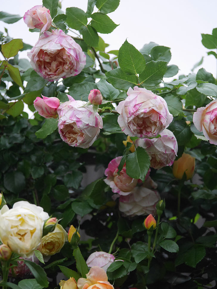 エドゥアール・マネ(Edouard Manet)の花がたくさん咲いた。2022年-045 (1).JPG