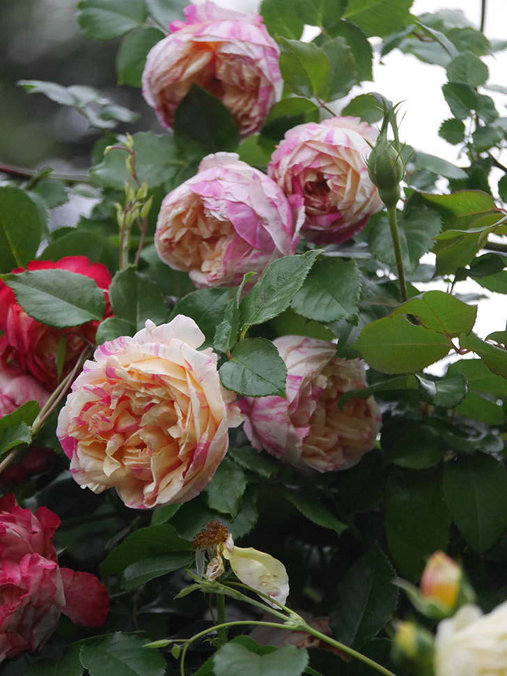 エドゥアール・マネ(Edouard Manet)の花がたくさん咲いた。2022年-047 (1).JPG