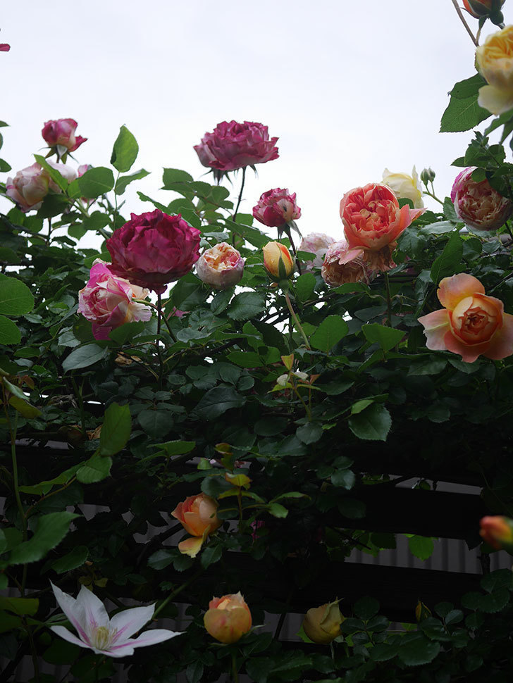 エドゥアール・マネ(Edouard Manet)の花がたくさん咲いた。2022年-049 (1).JPG