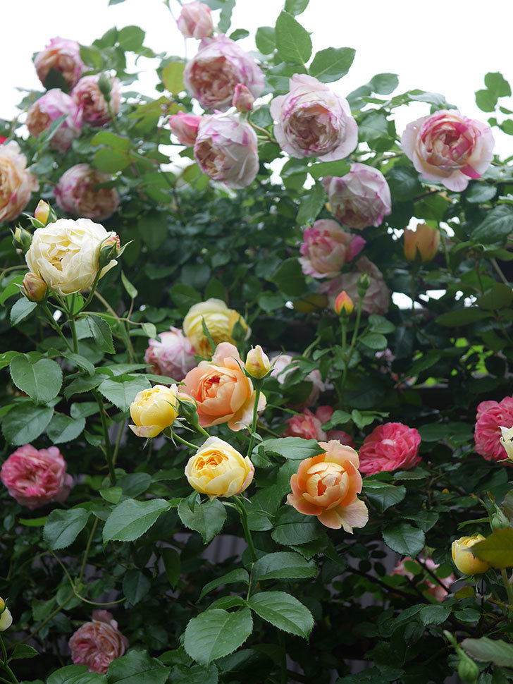 エドゥアール・マネ(Edouard Manet)の花がたくさん咲いた。2022年-053 (1).JPG