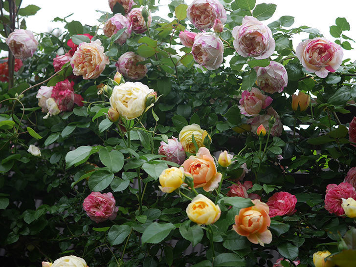 エドゥアール・マネ(Edouard Manet)の花がたくさん咲いた。2022年-054 (1).JPG