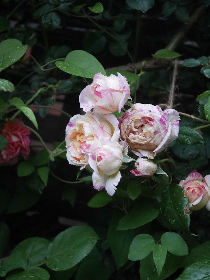 エドゥアール・マネ(Edouard Manet)の花がたくさん咲いた。2022年-058 (1).JPG