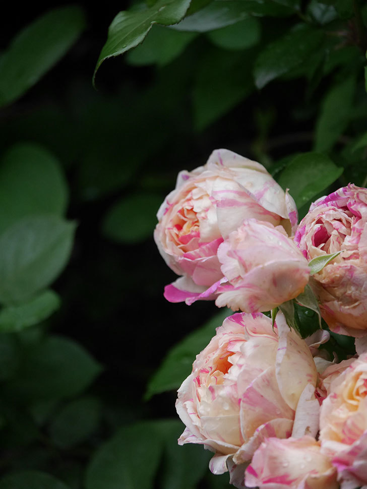 エドゥアール・マネ(Edouard Manet)の花がたくさん咲いた。2022年-062 (1).JPG