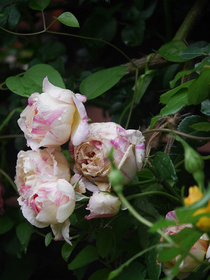 エドゥアール・マネ(Edouard Manet)の花がたくさん咲いた。2022年-063 (1).JPG