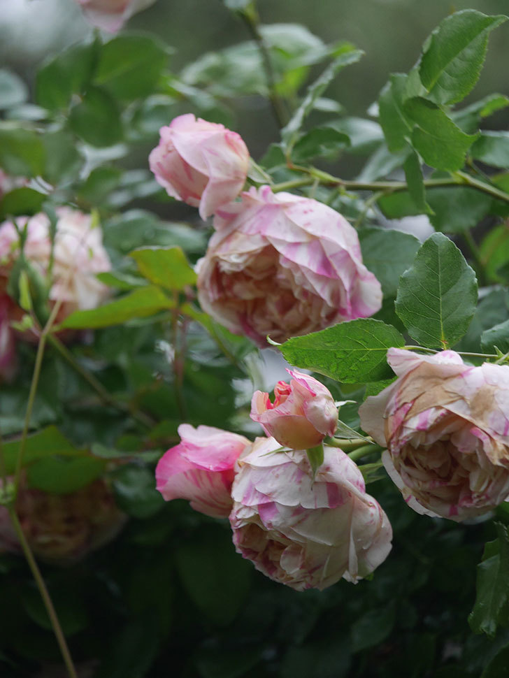 エドゥアール・マネ(Edouard Manet)の花がたくさん咲いた。2022年-064 (1).JPG