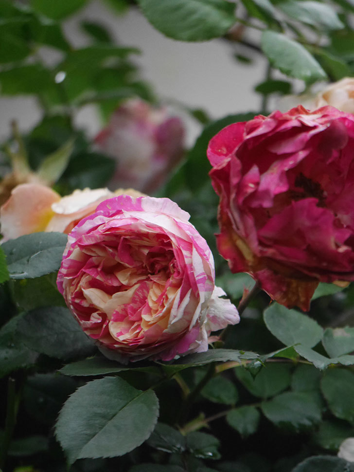 エドゥアール・マネ(Edouard Manet)の花がたくさん咲いた。2022年-067 (1).JPG