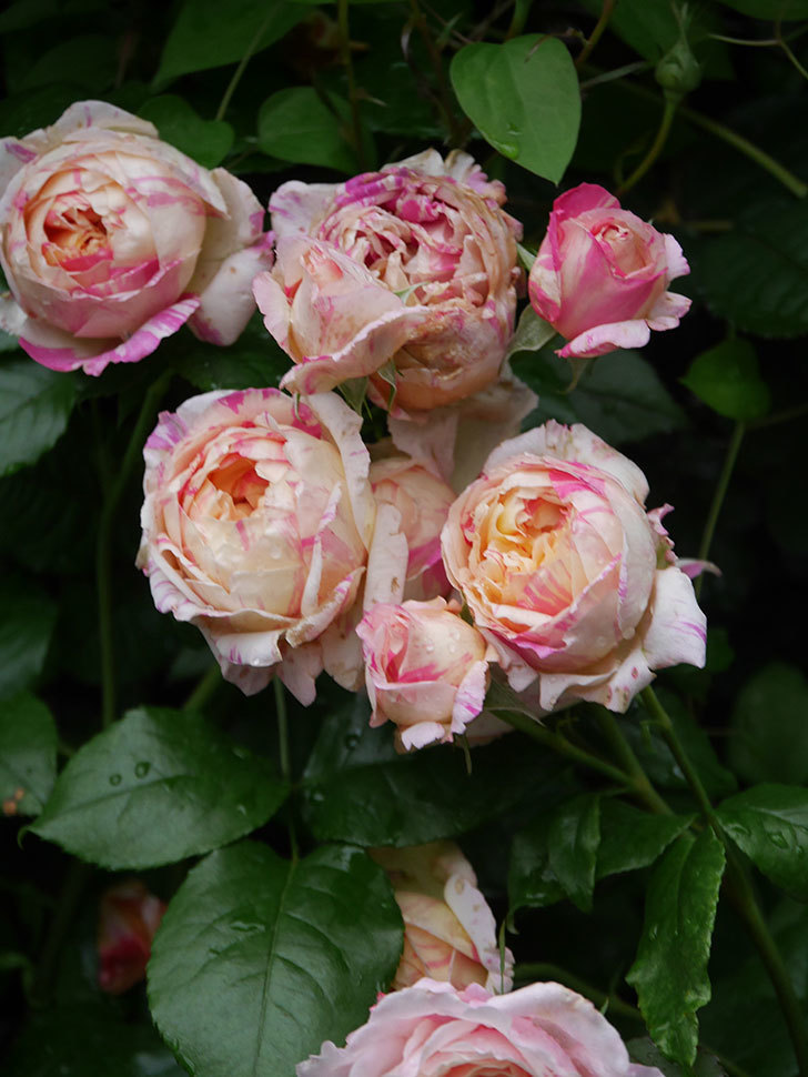 エドゥアール・マネ(Edouard Manet)の花がたくさん咲いた。2022年-072 (1).JPG