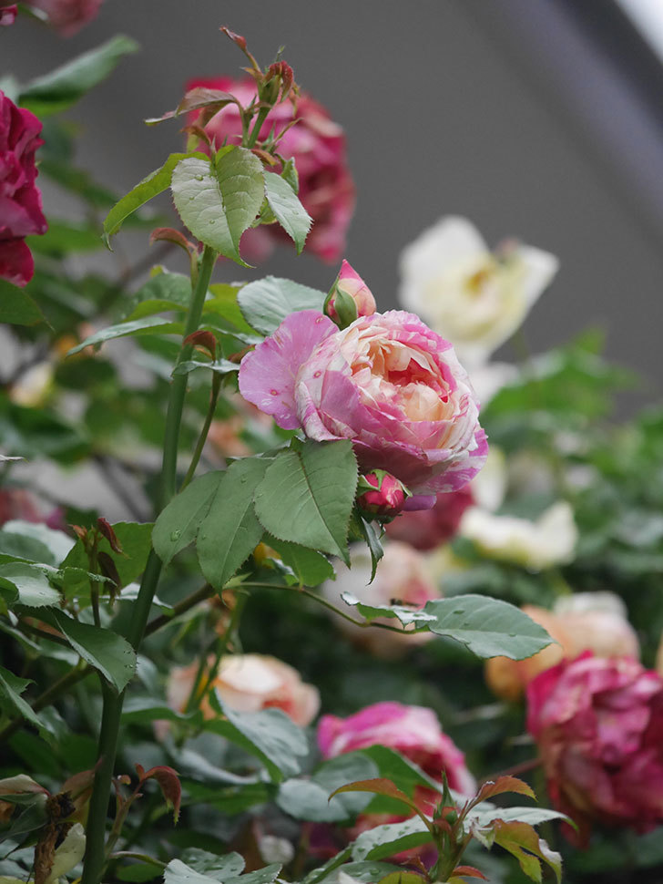エドゥアール・マネ(Edouard Manet)の花がたくさん咲いた。2022年-077 (1).JPG