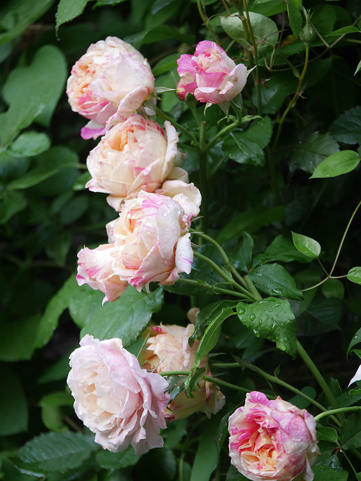 エドゥアール・マネ(Edouard Manet)の花がたくさん咲いた。2022年-079 (1).JPG