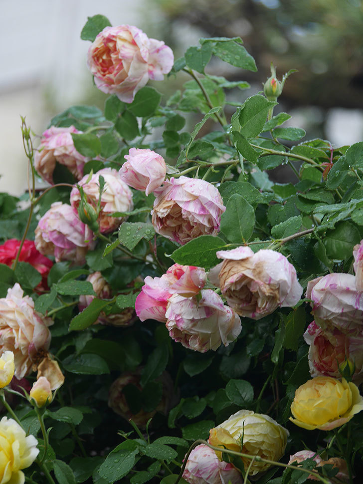 エドゥアール・マネ(Edouard Manet)の花がたくさん咲いた。2022年-080 (1).JPG