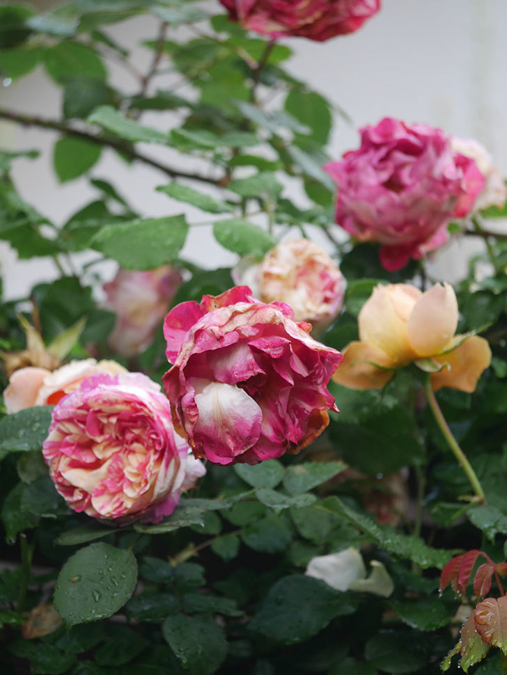 エドゥアール・マネ(Edouard Manet)の花がたくさん咲いた。2022年-082 (1).JPG