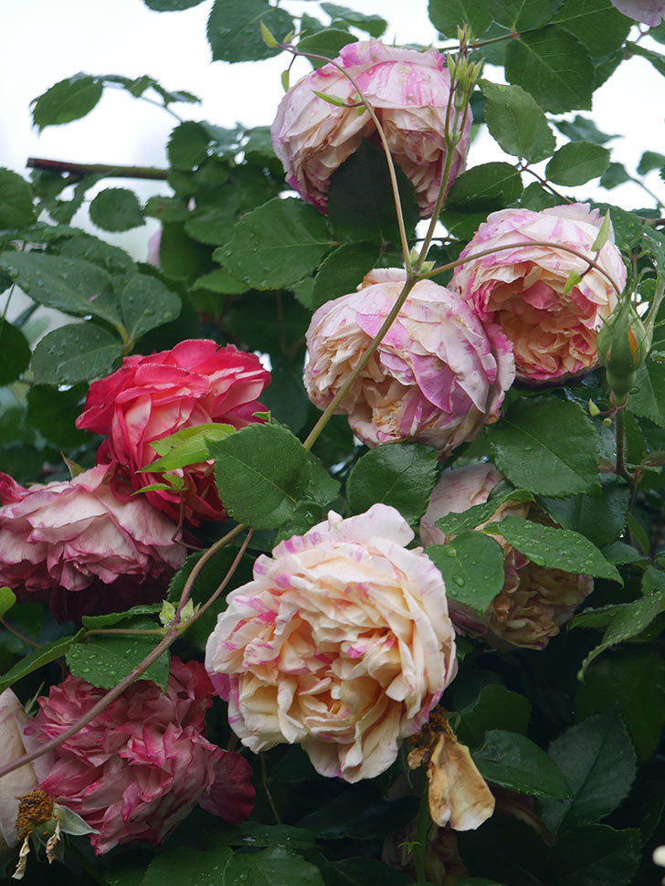 エドゥアール・マネ(Edouard Manet)の花がたくさん咲いた。2022年-084 (1).JPG