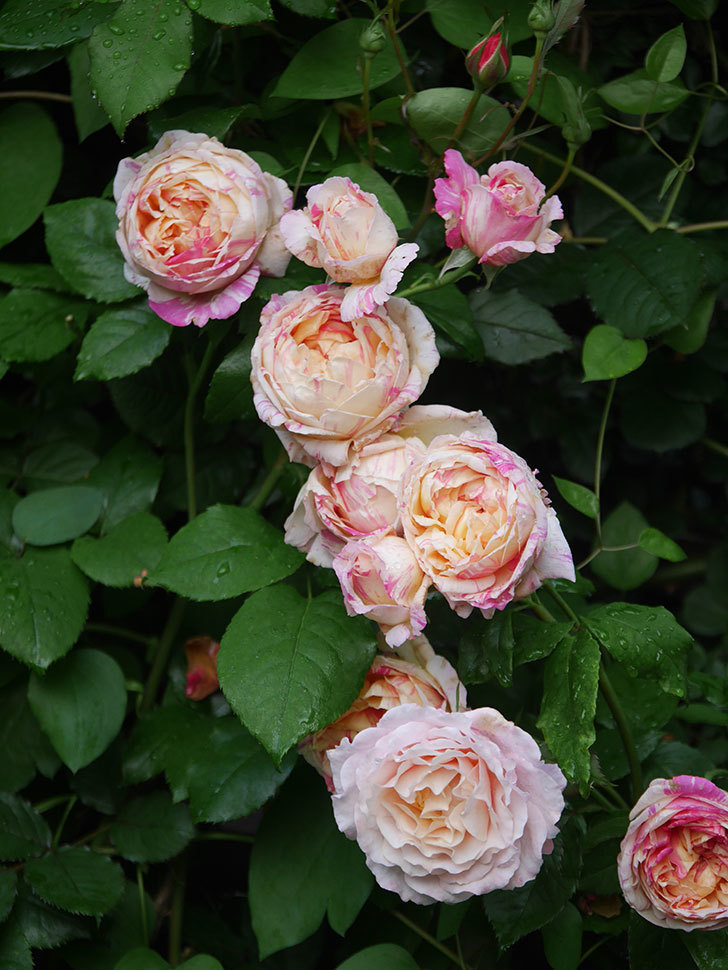 エドゥアール・マネ(Edouard Manet)の花がたくさん咲いた。2022年-085 (1).JPG