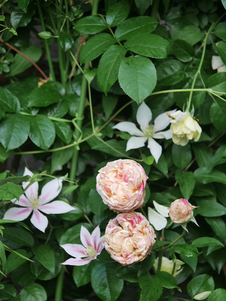 エドゥアール・マネ(Edouard Manet)の花がたくさん咲いた。2022年-086 (1).JPG