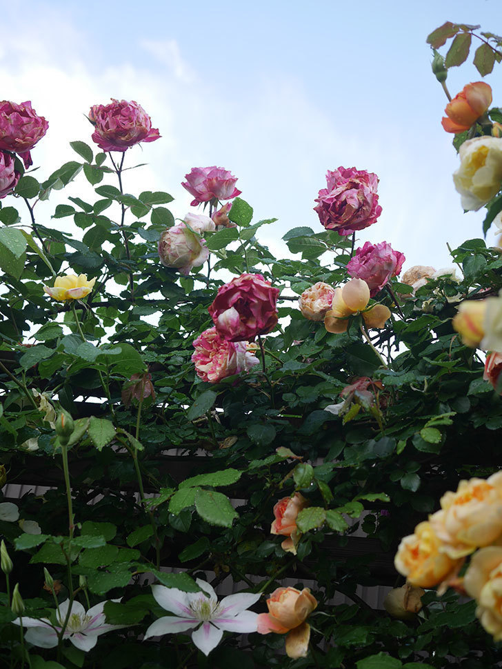 エドゥアール・マネ(Edouard Manet)の花がたくさん咲いた。2022年-089 (1).JPG