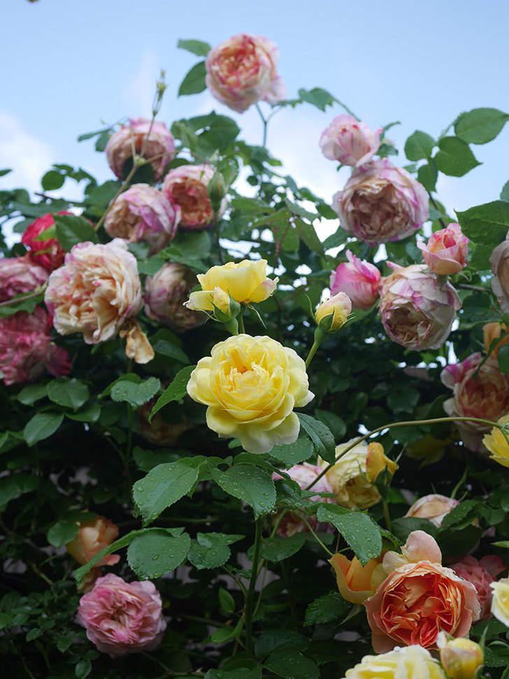 エドゥアール・マネ(Edouard Manet)の花がたくさん咲いた。2022年-092 (1).JPG