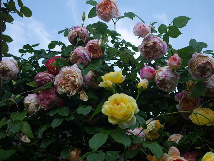 エドゥアール・マネ(Edouard Manet)の花がたくさん咲いた。2022年-093 (1).JPG