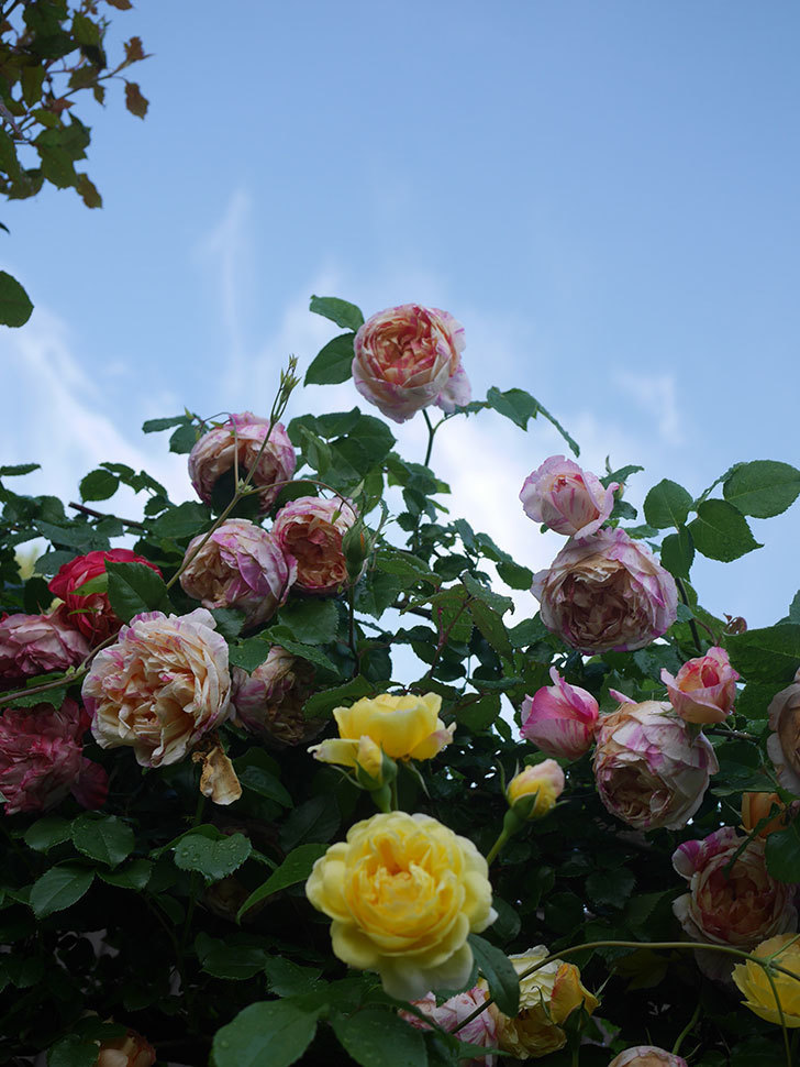 エドゥアール・マネ(Edouard Manet)の花がたくさん咲いた。2022年-094 (1).JPG