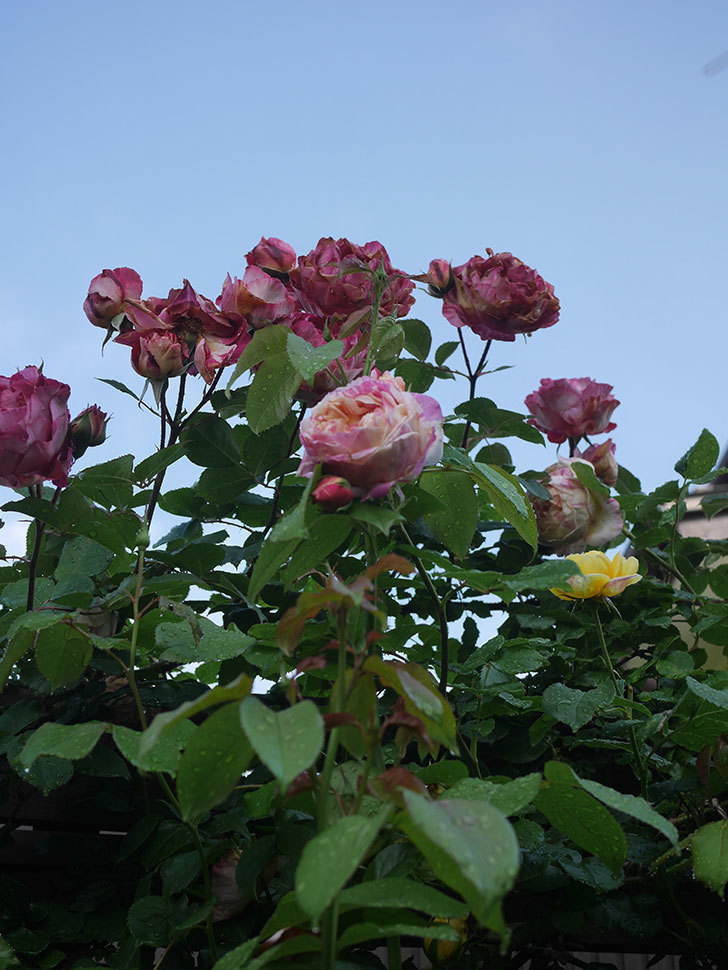 エドゥアール・マネ(Edouard Manet)の花がたくさん咲いた。2022年-095 (1).JPG
