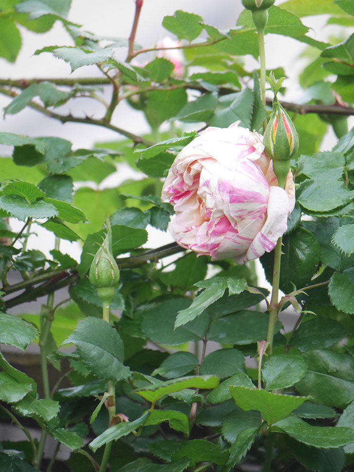 エドゥアール・マネ(Edouard Manet)の花が咲いた。2022年-001.jpg
