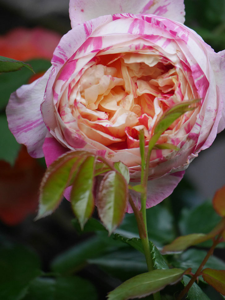 エドゥアール・マネ(Edouard Manet)の花が咲いた。2022年-007.jpg