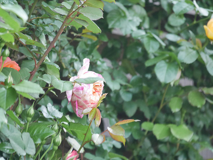 エドゥアール・マネ(Edouard Manet)の花が咲いた。2022年-009.jpg
