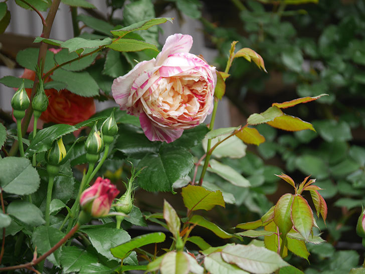 エドゥアール・マネ(Edouard Manet)の花が咲いた。2022年-014.jpg