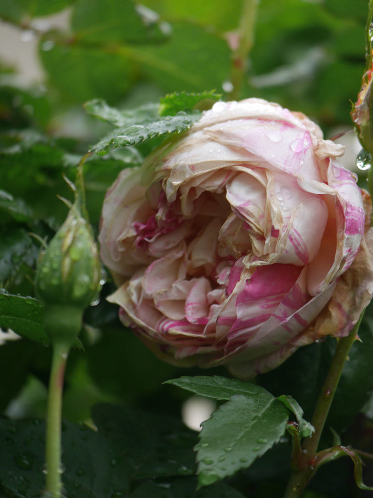エドゥアール・マネ(Edouard Manet)の花が咲いた。2022年-021.jpg