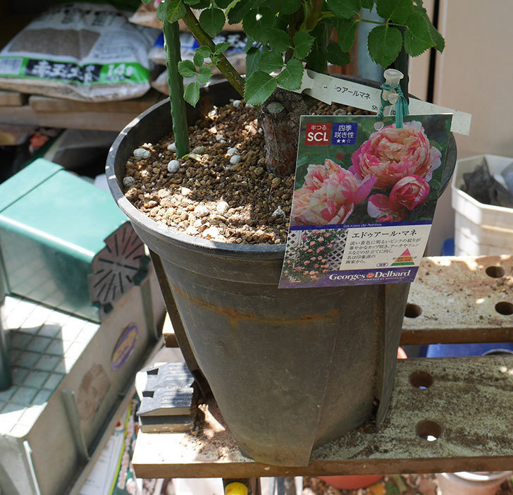 エドゥアール・マネ（ツルバラ）の大苗をEUスリット鉢-EU-24L（8号深鉢）に植えた。2019年-4.jpg