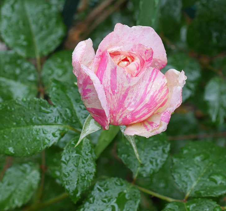 エドゥアール・マネ（半ツルバラ）の花が咲いた。2019年-2.jpg