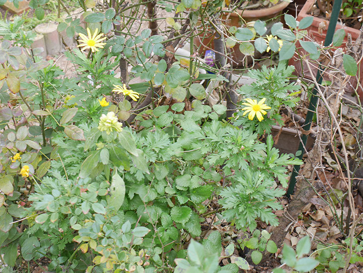 エビーナアンナ-ベロペロネ(コエビソウ)の花が咲いた。2019年-2.jpg