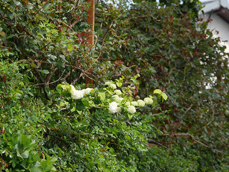 オオデマリ（大手鞠）の花が咲いた。2020年-10.jpg