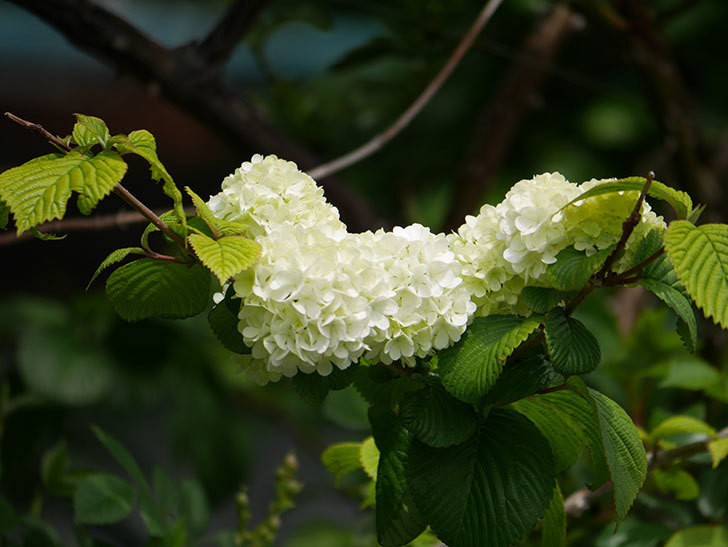 オオデマリ（大手鞠）の花が咲いた。2020年-14.jpg